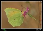 Gonepteryx rhamni......Cedronella Gonepteryx rhamni......Cedronella