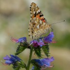 Vanessa cardui Vanessa cardui