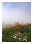 Colori nella nebbia Colori nella nebbia