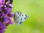 farfallina farfallina