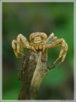 XYSTICUS STRATIPES XYSTICUS STRATIPES