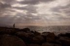 alba alba