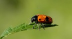 Falsa coccinella Falsa coccinella
