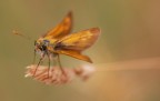 Farfallina Farfallina