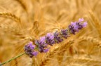 Lavandula officinalis Lavandula officinalis