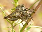 Fly robber in accoppiamento