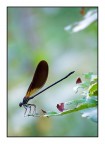 Calopteryx spp. Calopteryx spp.
