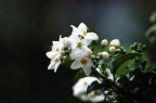 Fiore Fiore