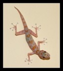 Geko! Geko!