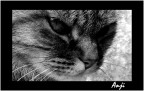 Sguardo felino Sguardo felino