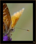 Farfi_farfallina Farfi_farfallina