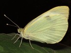 Farfalla Farfalla