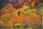 i colori dei boschi in ottobre i colori dei boschi in ottobre