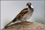 Passerotto Passerotto