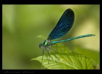 microcosmo microcosmo