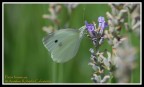 Pieris brassicae-1 Pieris brassicae-1