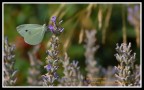 Pieris brassicae-2 Pieris brassicae-2