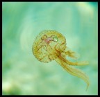 la danza delle piccole meduse