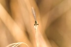 Una libellula per modella Una libellula per modella