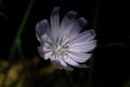 Fiore di cicoria