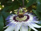 fiore bianco viola fiore bianco viola