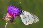 Aporia Crategi Aporia Crategi