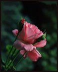 rosa...rosa rosa...rosa