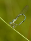 Damigella sportiva Damigella sportiva