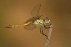 telelibellula telelibellula