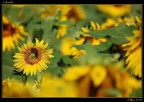 il girasole il girasole