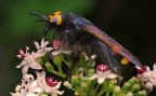 Che "bestiaccia" è? Che "bestiaccia" è?
