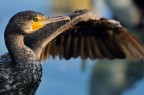 Cormorano bulgaro Cormorano bulgaro