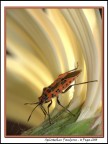 Spilostethus Pandurus Spilostethus Pandurus