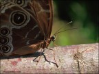 Morpho peleides Morpho peleides