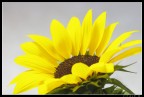 Girasole... fuori stagione! Girasole... fuori stagione!