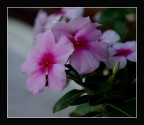 Pervinga-rosa Pervinga-rosa