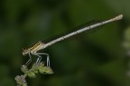 Platycnemis pennipes femmina