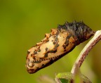 Sar� farfalla