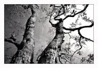 Alberi 2 Alberi 2
