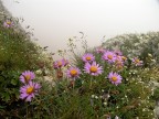 Fiori tra la nebbia