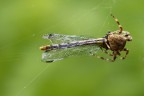 Libellula per pranzo Libellula per pranzo
