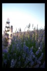 Lavanda Lavanda