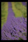 Lavanda 2 Lavanda 2