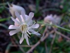 White Flower White Flower
