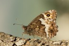 Hipparchia Hipparchia