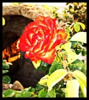 Rosa Rosa