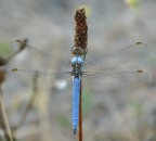 Libellula azzurra in kit di montaggio