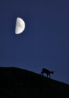 Al Chiaro di Luna Al Chiaro di Luna