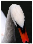 Cigno Cigno