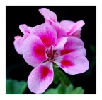 Fiore